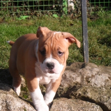 Image pour l'annonce vend chiots american bully