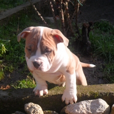 Image pour l'annonce vend chiots american bully