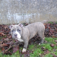 Image pour l'annonce vend chiots american bully