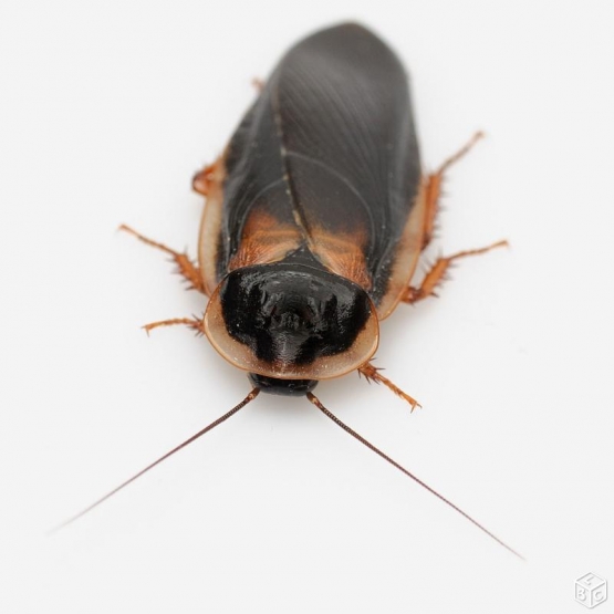 Image pour l'annonce Insectes vivants