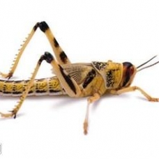 Image pour l'annonce Insectes vivants