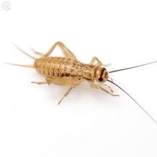 Image pour l'annonce Insectes vivants