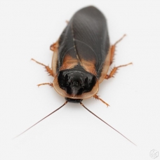 Image pour l'annonce Insectes vivants