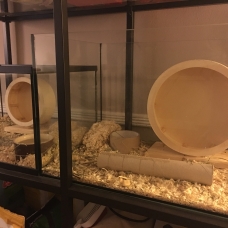 Image pour l'annonce 2 petits hamsters Roborowski
