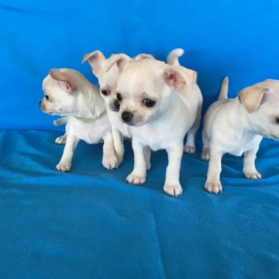 Image pour l'annonce Chiots de type chihuahua poil long