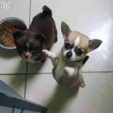 Image pour l'annonce chiot chihuahua