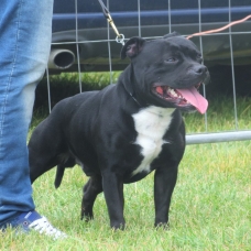 Image pour l'annonce Chiots staffies LOF bleu et noir