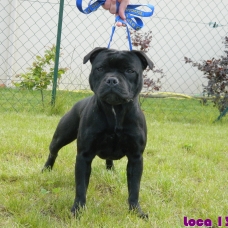 Image pour l'annonce Chiots staffies LOF bleu et noir
