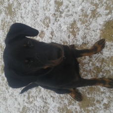 Image pour l'annonce beauceron pure race