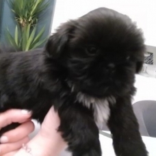 Image pour l'annonce Chiot Shih Tzu femelle non lof