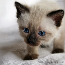 Image pour l'annonce chat