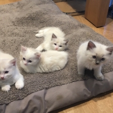 Image pour l'annonce Chatons Ragdoll Disponible a Reserver
