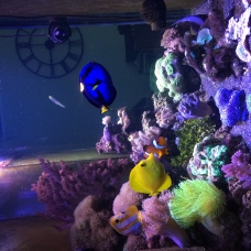 Image pour l'annonce vends aquarium marin récifal de 550l complet