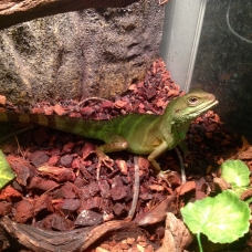 Image pour l'annonce Donne Physignathus Cocincinus / Dragon d'eau