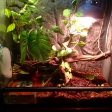 Image pour l'annonce Donne Physignathus Cocincinus / Dragon d'eau