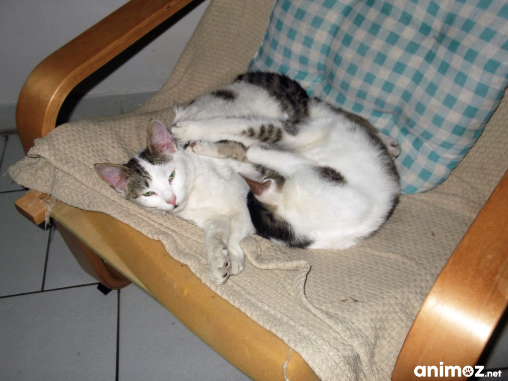Donne chatons (4) PasdeCalais (62) GRATUIT sur