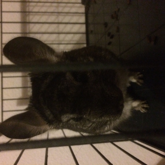 Image pour l'annonce Femelle chinchilla