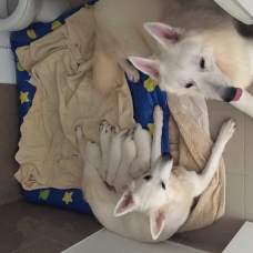 Image pour l'annonce Vends Berger Blanc Suisse