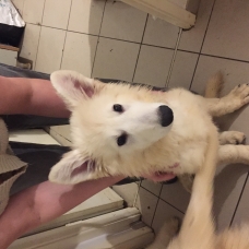 Image pour l'annonce Vends Berger Blanc Suisse