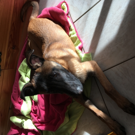 Image pour l'annonce Malinois