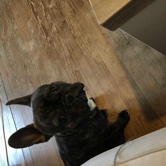 Image pour l'annonce Vend bouledogue français