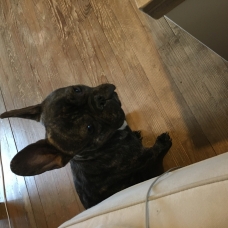 Image pour l'annonce Vend bouledogue français