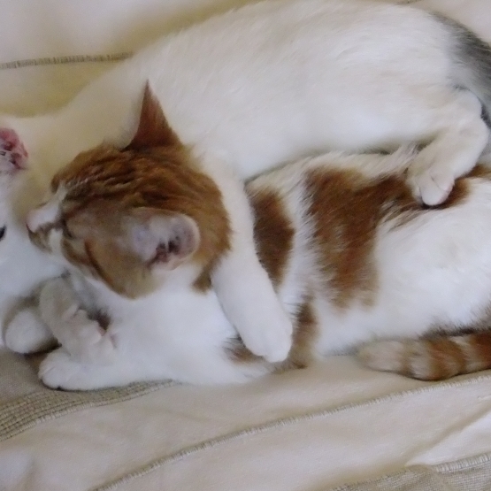 Image pour l'annonce DONNE CHATONS EUROPEENS 5 MOIS
