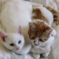 Image pour l'annonce DONNE CHATONS EUROPEENS 5 MOIS