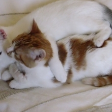 Image pour l'annonce DONNE CHATONS EUROPEENS 5 MOIS