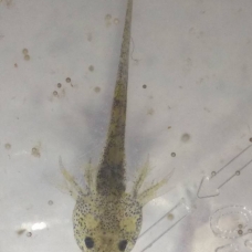 Image pour l'annonce bébés axolotls (amphibiens)