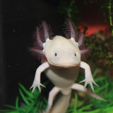Image pour l'annonce bébés axolotls (amphibiens)