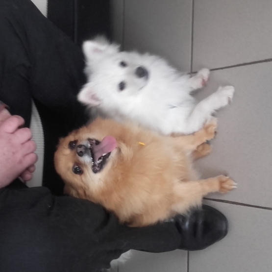 Image pour l'annonce VEND BEAU MALE SPTIZ NAIN CHARBONNE