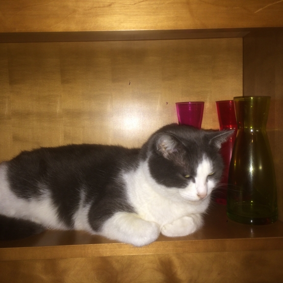 Image pour l'annonce Recherche chaton de pelage blanc et gris