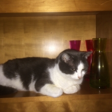 Image pour l'annonce Recherche chaton de pelage blanc et gris