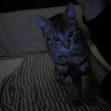 Image pour l'annonce Donne 2 chatons contre bons soins