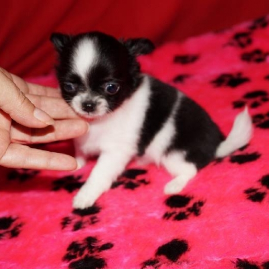 Image pour l'annonce Don Chiot Chihuahua femelle