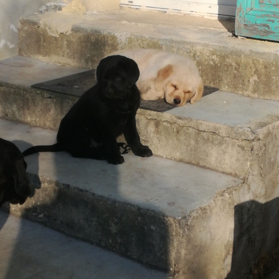 Image pour l'annonce chiot male type labrador 2 mois