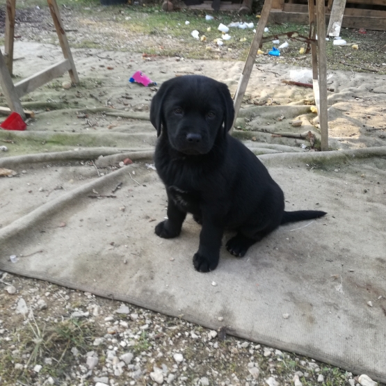 Image pour l'annonce chiot male type labrador 2 mois