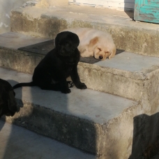 Image pour l'annonce chiot male type labrador 2 mois
