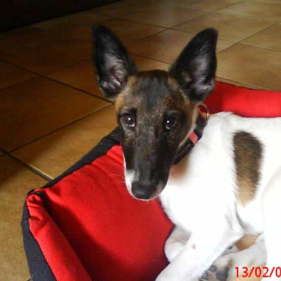 Image pour l'annonce donne adorable petite chienne