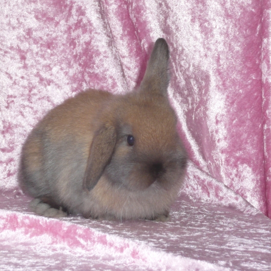 Image pour l'annonce Vds bébés lapins nains mini lop