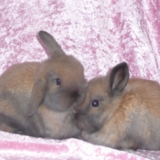 Image pour l'annonce Vds bébés lapins nains mini lop