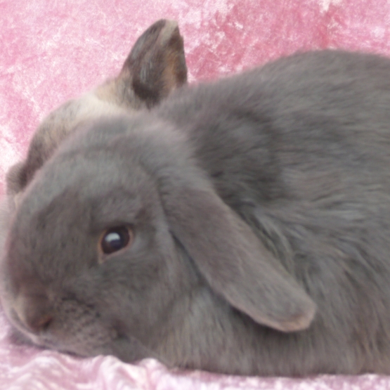 Image pour l'annonce Jeune lapin bélier nain bleu