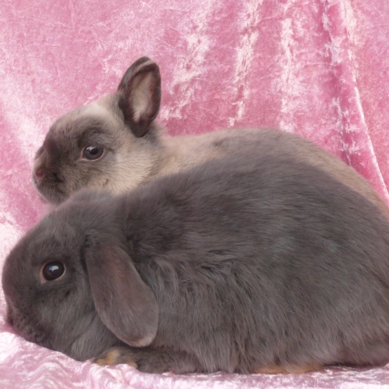 Image pour l'annonce Jeune lapin bélier nain bleu