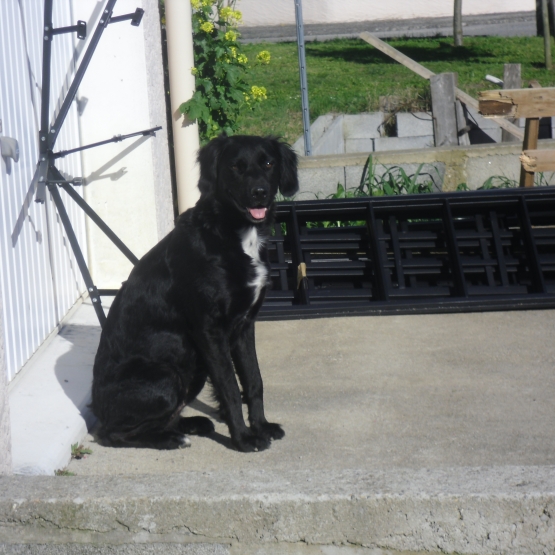 Image pour l'annonce chiots a donner