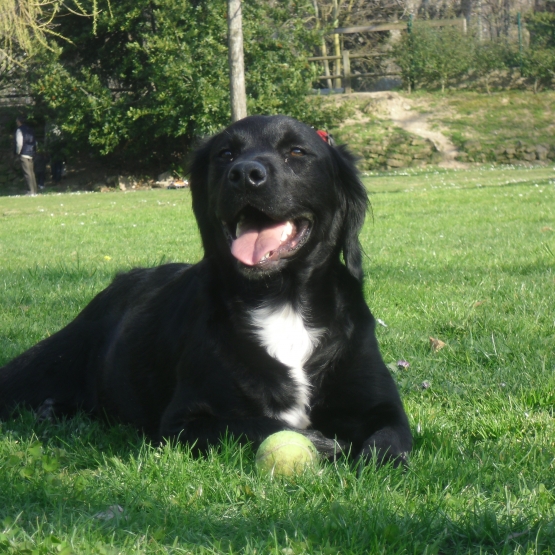Image pour l'annonce chiots a donner
