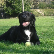 Image pour l'annonce chiots a donner