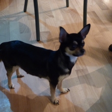 Image pour l'annonce chiot male a réserver