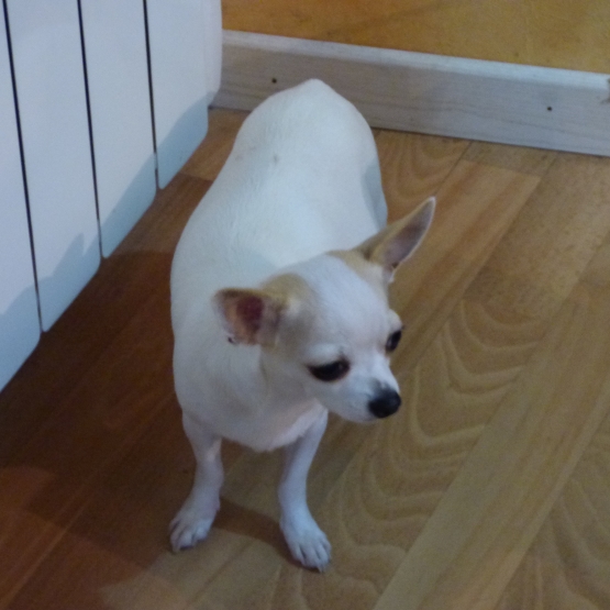 Image pour l'annonce chiot a réserver