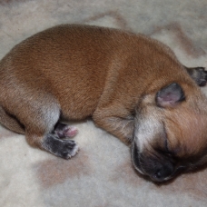 Image pour l'annonce chiot a réserver